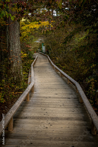 Boardwalk into a magical forest