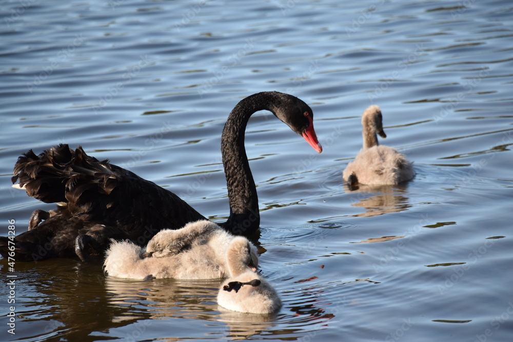 Fototapeta premium Mother Swan with children