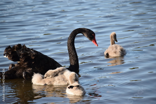 Mother Swan with children