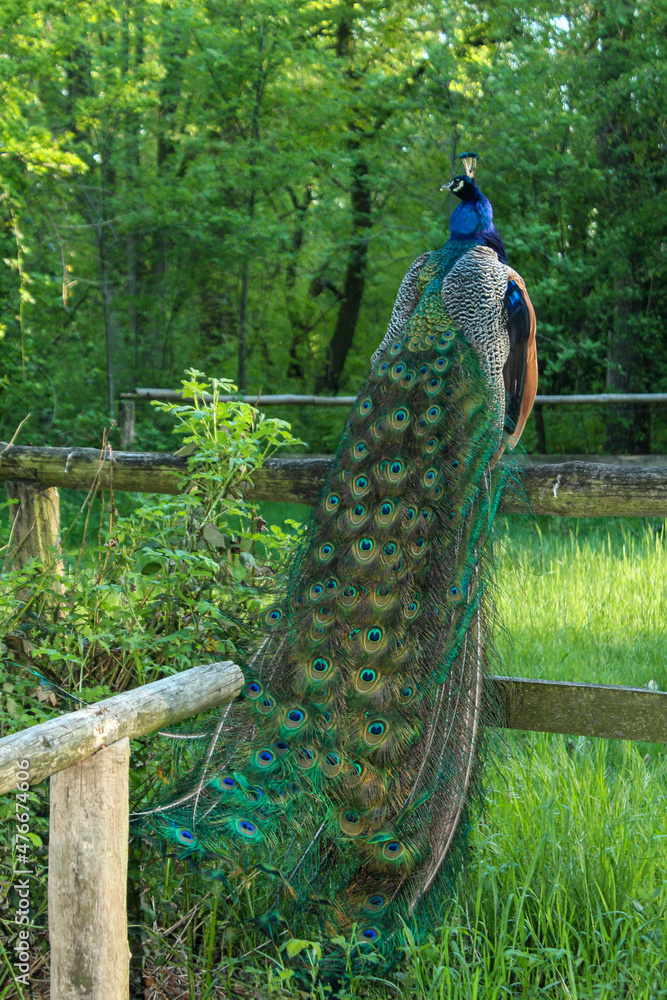 Obraz premium A beautiful peacock sitting on a fence on the peacock island in Berlin