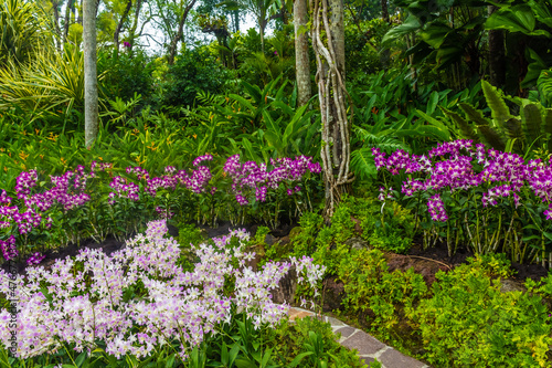 Beautiful vegetation in Singapore botanic gardens