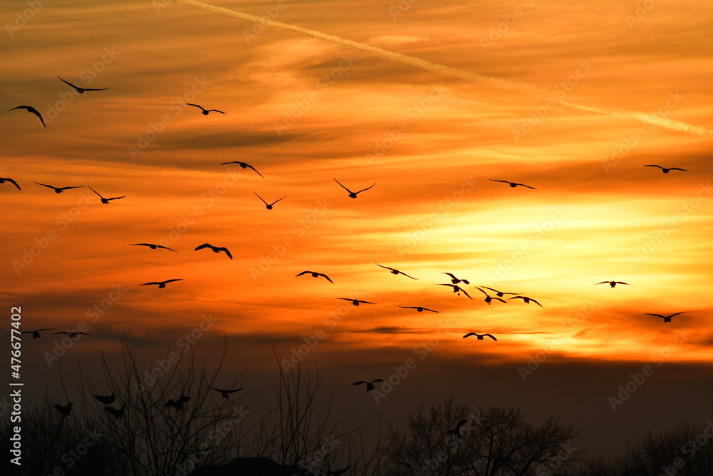 Flock of Geese Flying in an Orange Sunset Sky Flock of Geese Flying in an Orange Sunset Sky