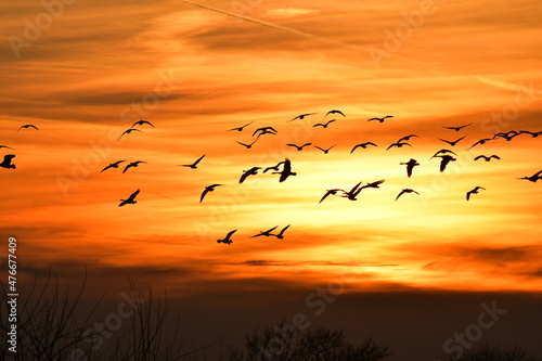 Canvas Print Geese Flying in an Orange Sunset