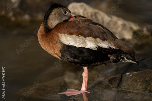 Black-bellied Whistling-Duck