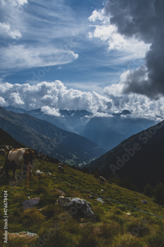 Kuhweide am Gaviapass in Italien photo