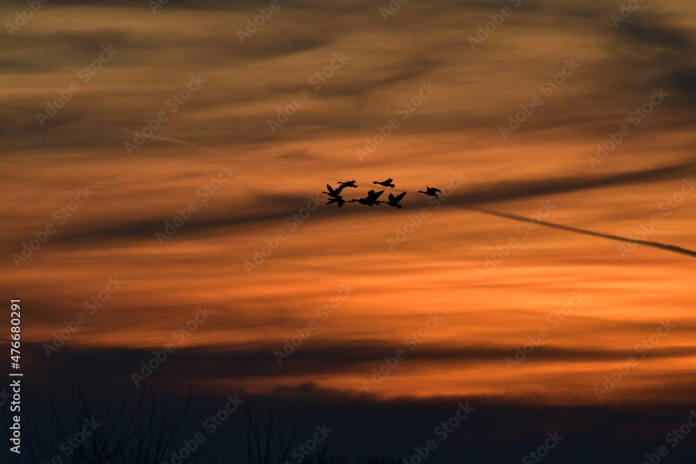 Obraz premium Geese Flying in a Sunset
