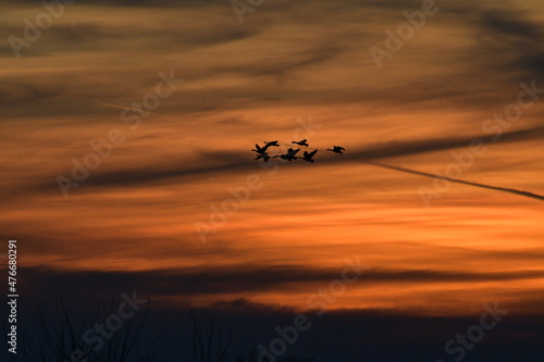 Geese Flying in a Sunset © Steve