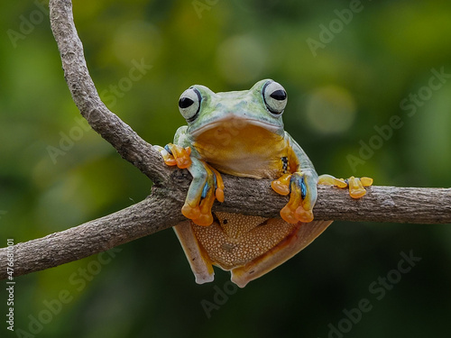 frog