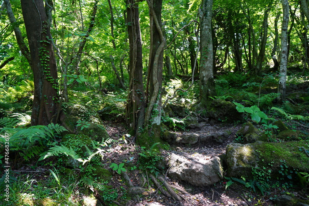 mossy trees and fern in the sunny spring forest mossy trees and fern in the sunny spring forest