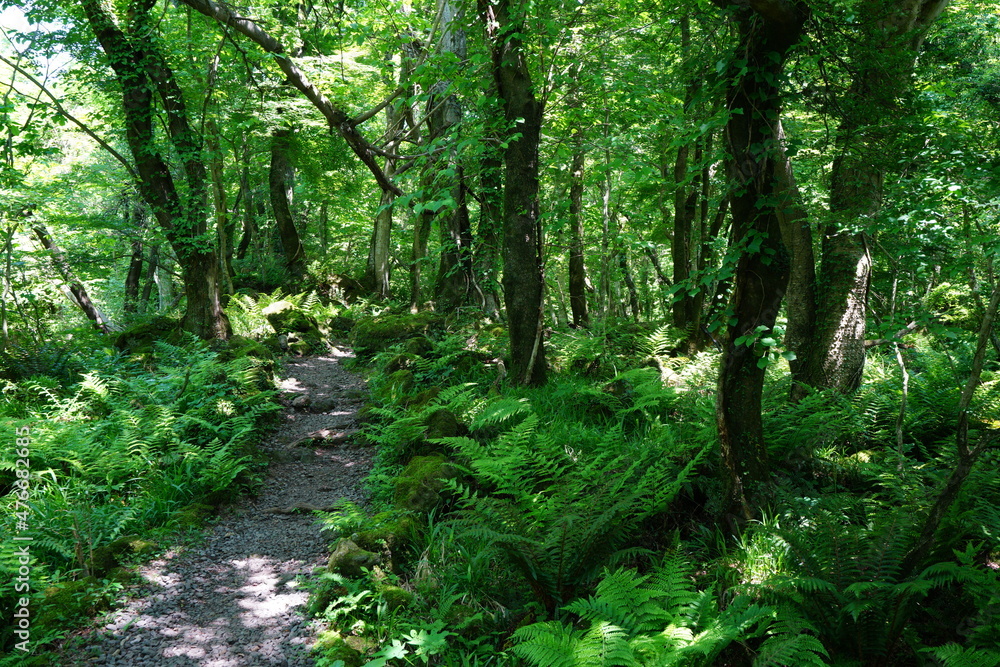 Obraz premium mossy trees and fern in the sunny spring forest