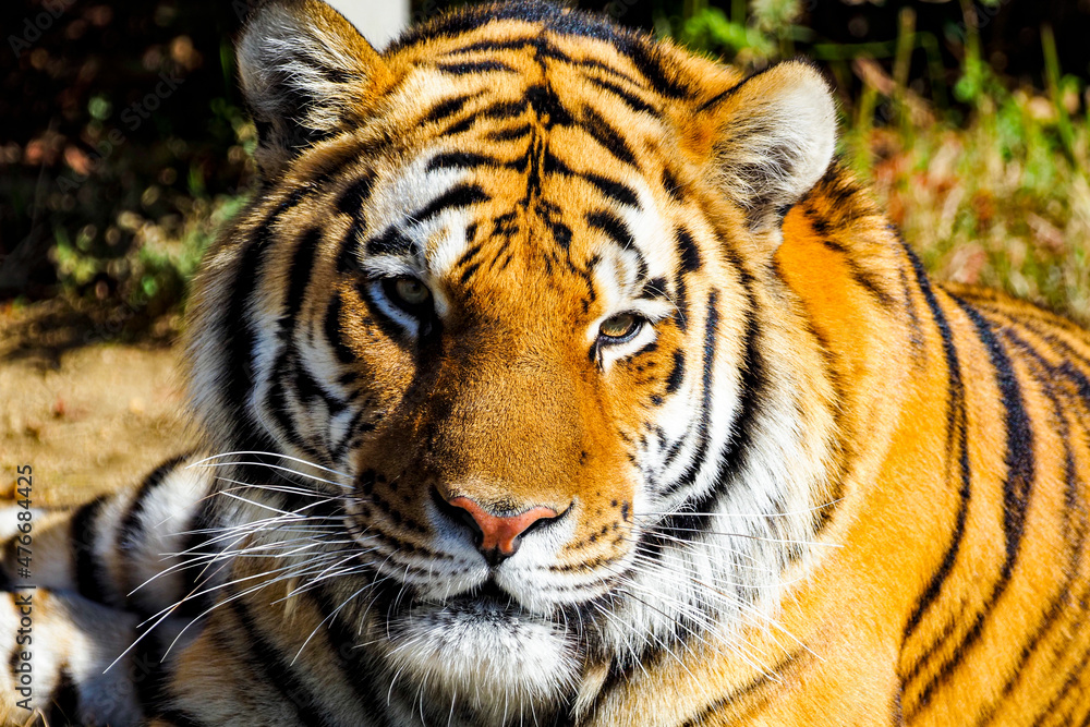 Fototapeta premium 虎 ポートレート