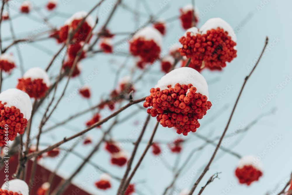 frozen mountain ash in the snow frozen mountain ash in the snow
