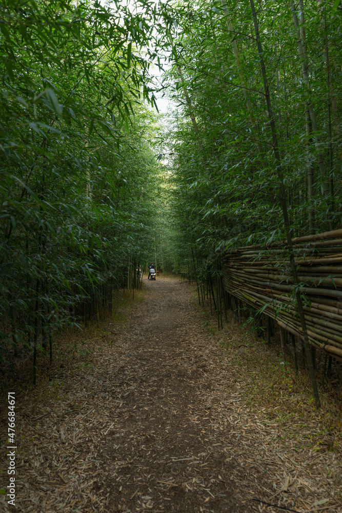 Naklejka premium 나무