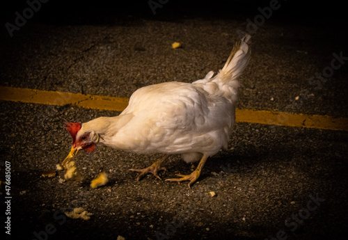 Obraz na plátně Chicken in convenient store parking lot in Orwell, Ohio