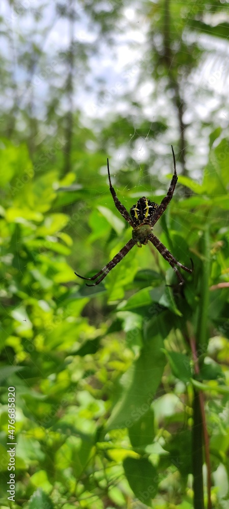 Obraz premium spider on a web