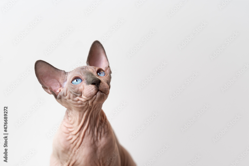 Canadian Sphynx cat of blue mink and white color with blue eyes looking up attentively on white background. Beautiful hairless male cat is 4 months old. Front view. Pedigree pets concept. Copy space