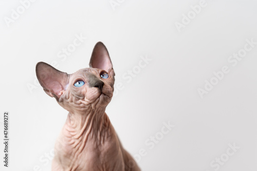 Canadian Sphynx cat of blue mink and white color with blue eyes looking up attentively on white background. Beautiful hairless male cat is 4 months old. Front view. Pedigree pets concept. Copy space photo