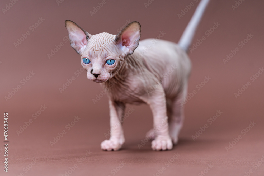 Portrait of pretty purebred male kitten of color chocolate mink and white with blue eyes standing on brown background. Sphynx Hairless Cat at age of seven weeks. Front view. Full length, studio shot.