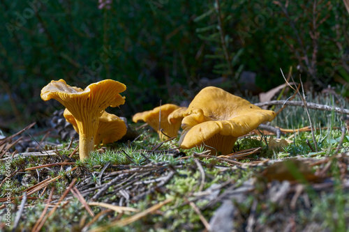 Pfifferlinge (Cantharellus cibarius) auf dem Boden in einem Wald im Herbst photo