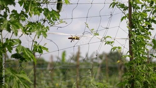 Grasshopper crawling slowly on the net in Bitter melon fields photo