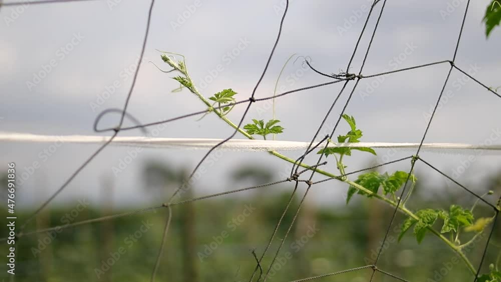 Grasshopper fly away from the net in Indonesian Bitter melon fields Grasshopper fly away from the net in Indonesian Bitter melon fields
