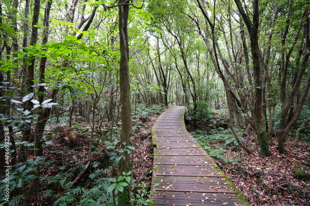a wonderful boardwalk through autumn forest a wonderful boardwalk through autumn forest