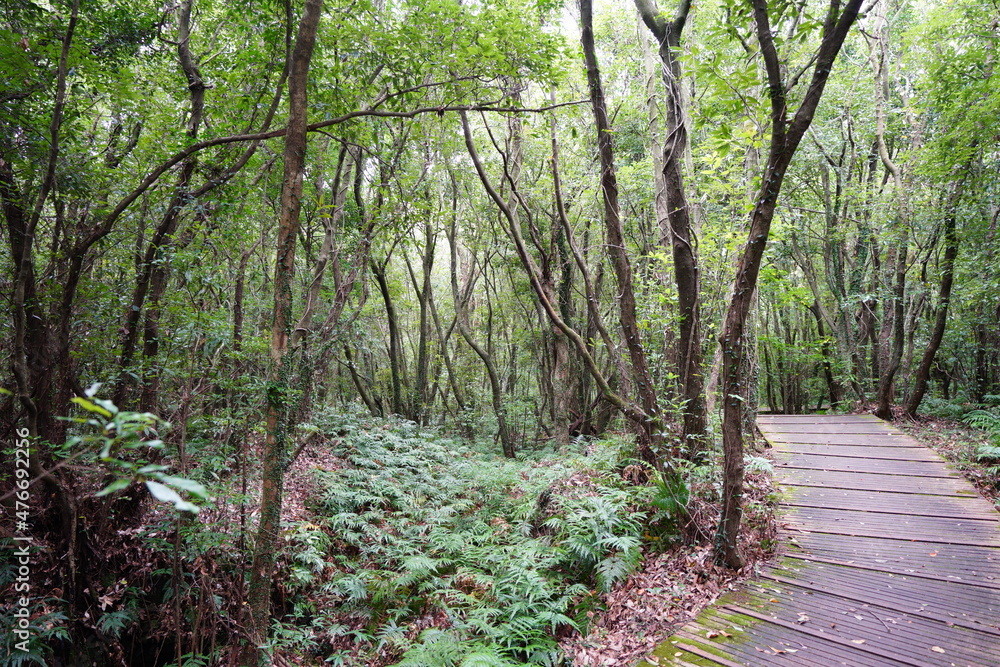 Fototapeta premium a primeval forest with a boardwalk