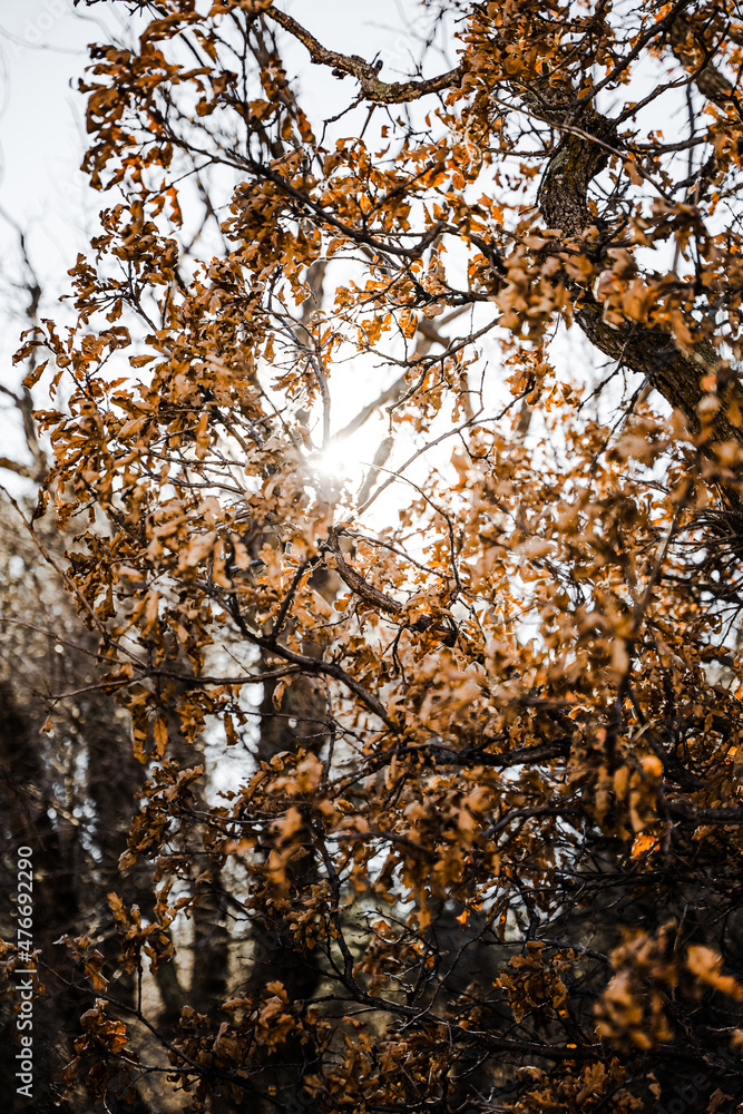 Obraz premium Sun shinning through fall leaves 