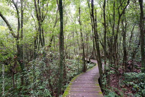 mossy trees and boardwalk in the autumn forest