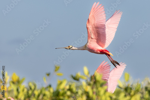 Roseatte Spoonbill Flying above another one