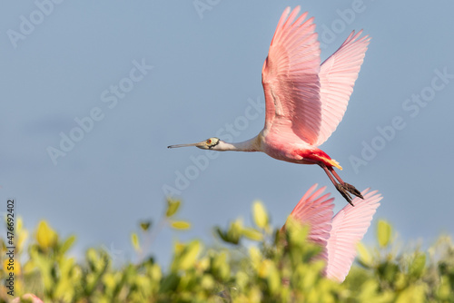 Roseatte Spoonbill Flying above another one photo