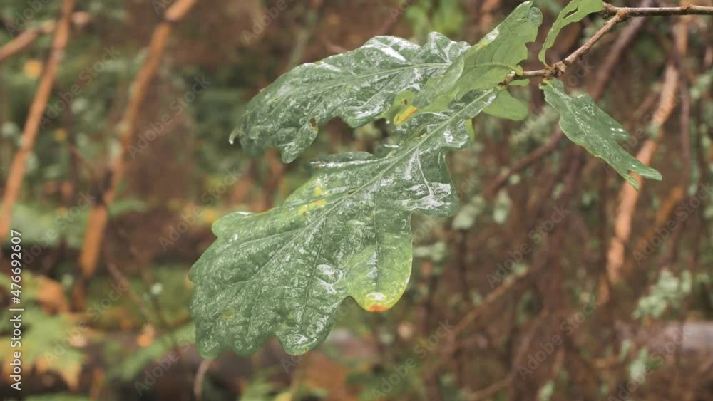 Raindrops falling on the leaves of an oak tree. Close up. Raindrops falling on the leaves of an oak tree. Close up.