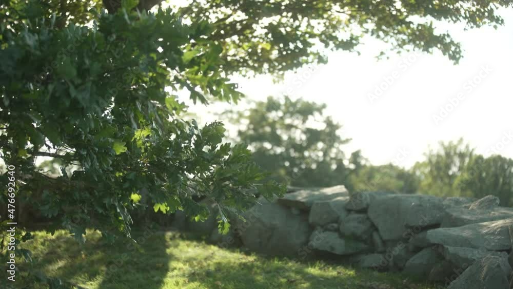 green tree leaves blowing in the wind green tree leaves blowing in the wind