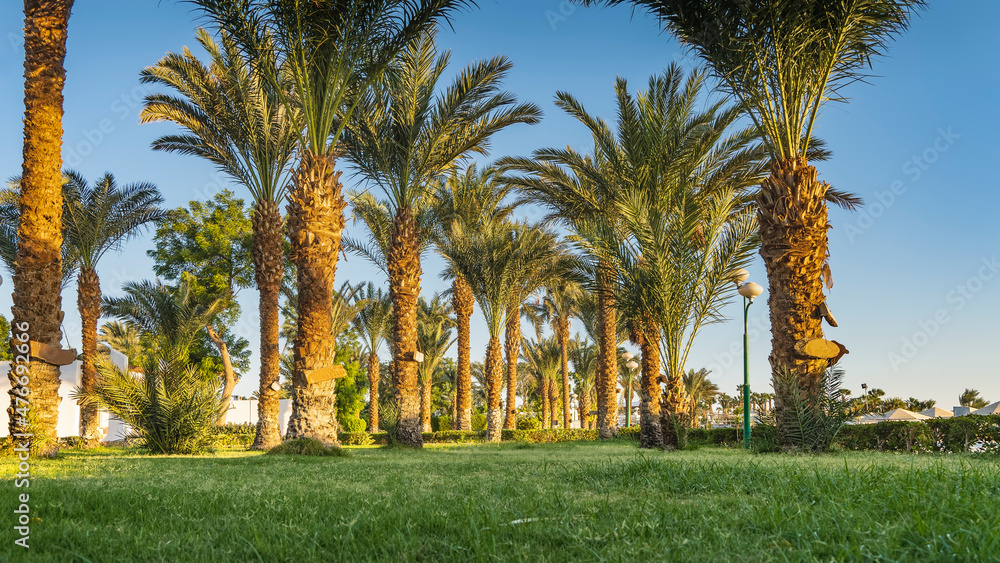 Rows of tall palm trees stand on the lawn. Lush carved leaves against a blue sky background. Egypt.
