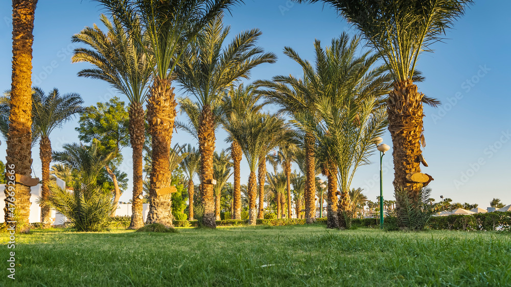 Rows of tall palm trees stand on the lawn. Lush carved leaves against a blue sky background. Egypt.
Rows of tall palm trees stand on the lawn. Lush carved leaves against a blue sky background. Egypt.