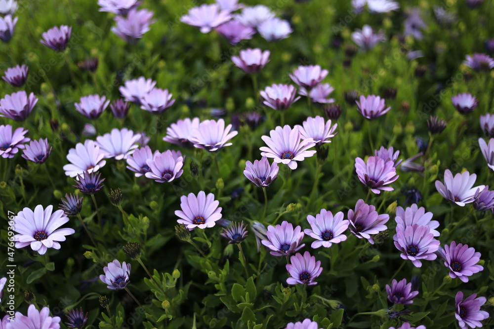Obraz premium flowers in the field