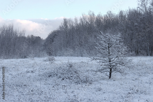 Winter, forest landscape.