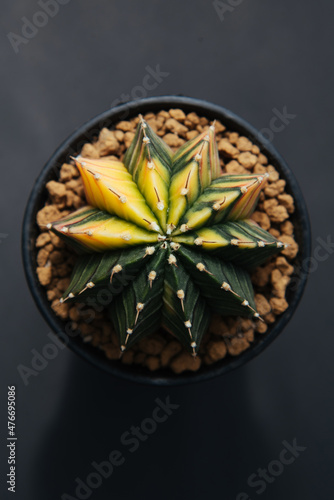 Top View Of Colorful Gymnocalycium LB Hybrid;Gymnocalycium mihanovichii Cactus in black pot on black background.
