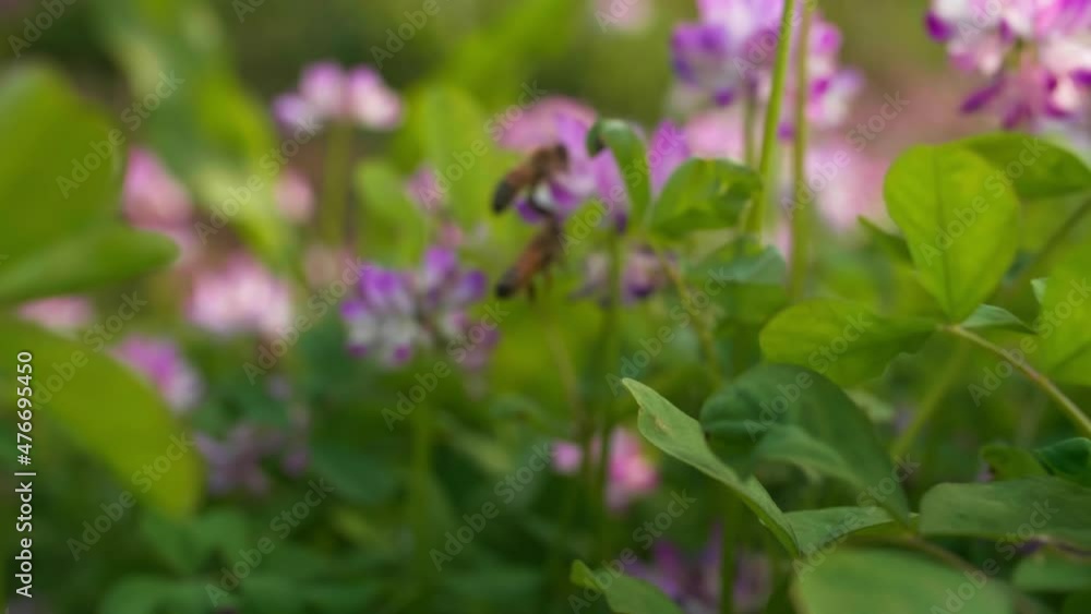 honey bee on flowers in the field honey bee on flowers in the field