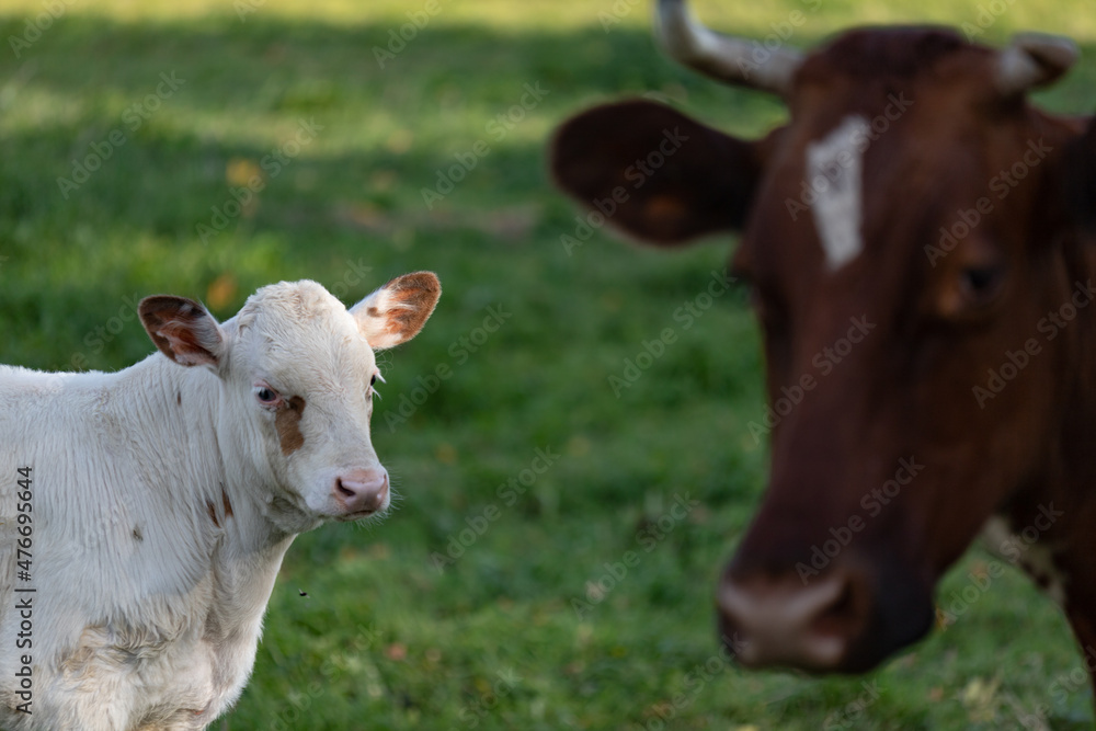 white cow baby and his mother