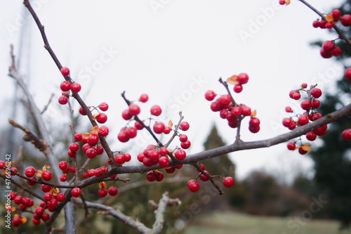 Red Berries In Winter