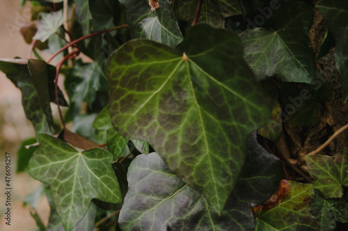 Ivy Leaf