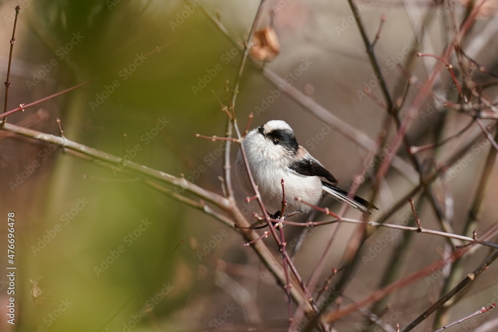 long tailed tit is on the branch long tailed tit is on the branch