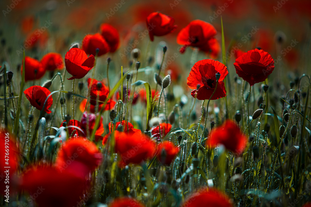 Fototapeta premium Summer Poppy Meadow