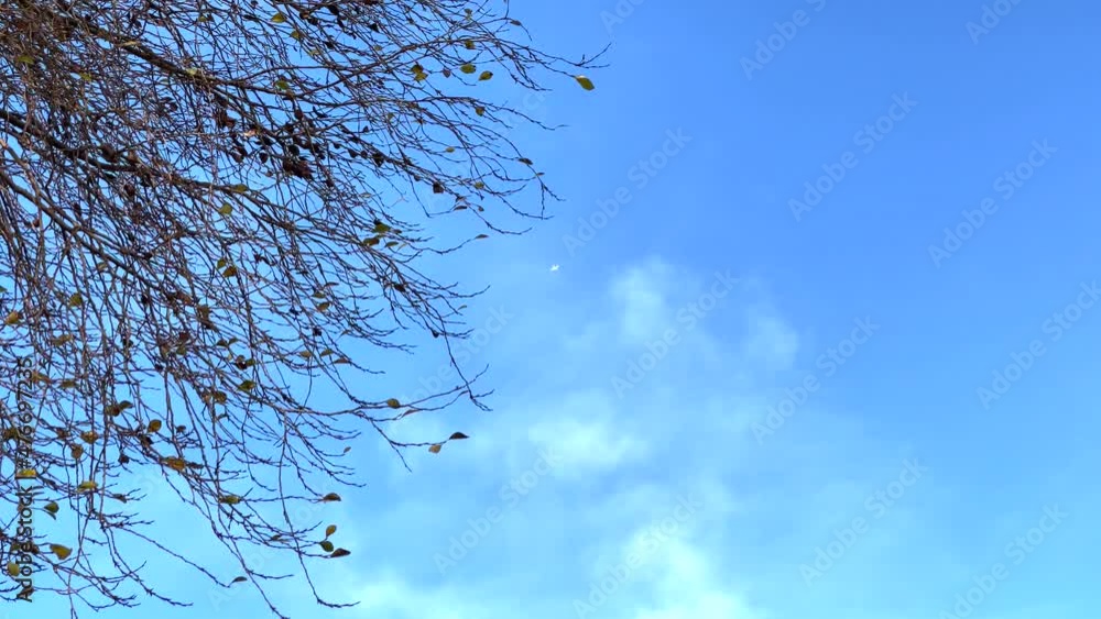 airplane flying past the branches of a tree airplane flying past the branches of a tree