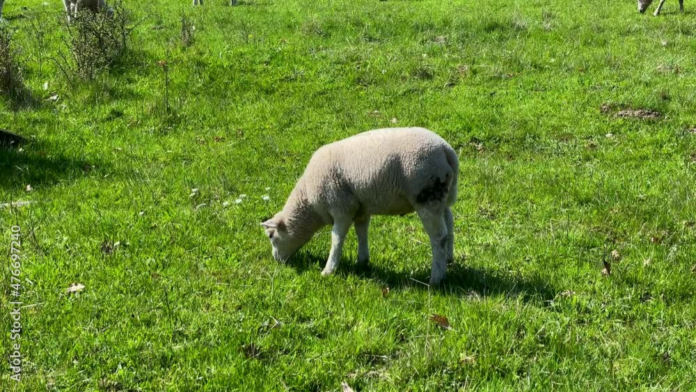 white sheep eating on a green field white sheep eating on a green field