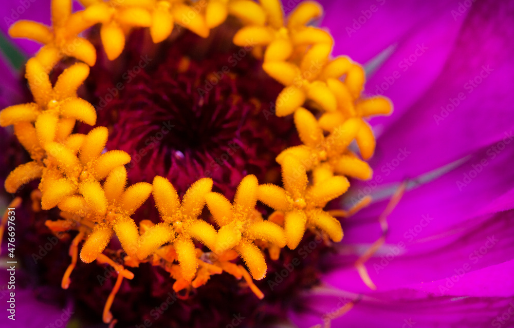 Selective focus macro shot of Zinnia flower Selective focus macro shot of Zinnia flower