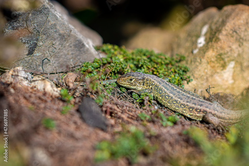 Small garden lizard closeup. Textured skin of a reptilian animal, wildlife in Poland. Early spring and warm sunlight. Selective focus on the details, blurred background.