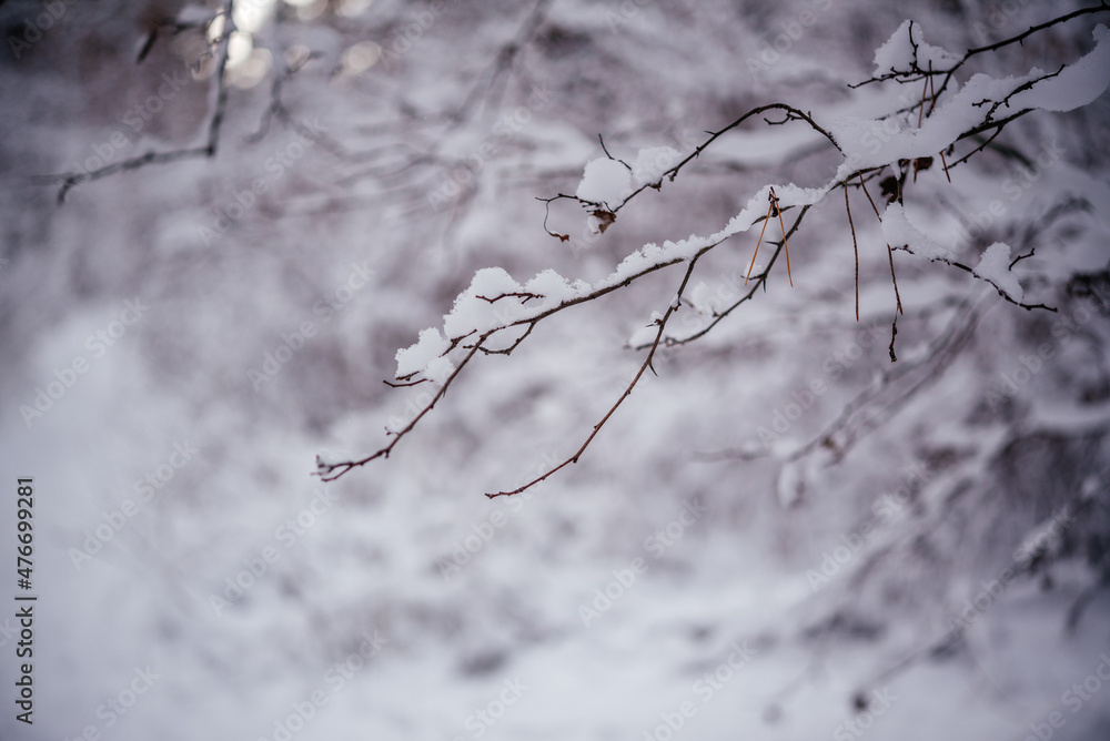 Snow covered twigs in winter forest Snow covered twigs in winter forest
