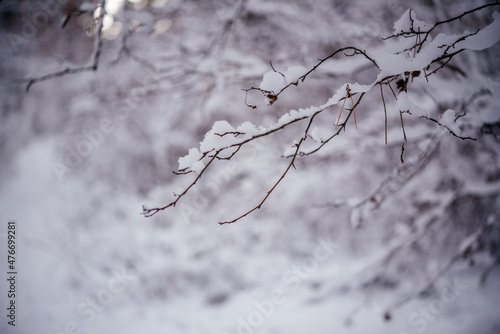 Snow covered twigs in winter forest